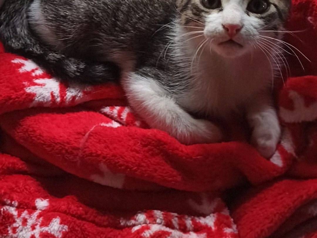 Adotta il gatto Tato a Crotone