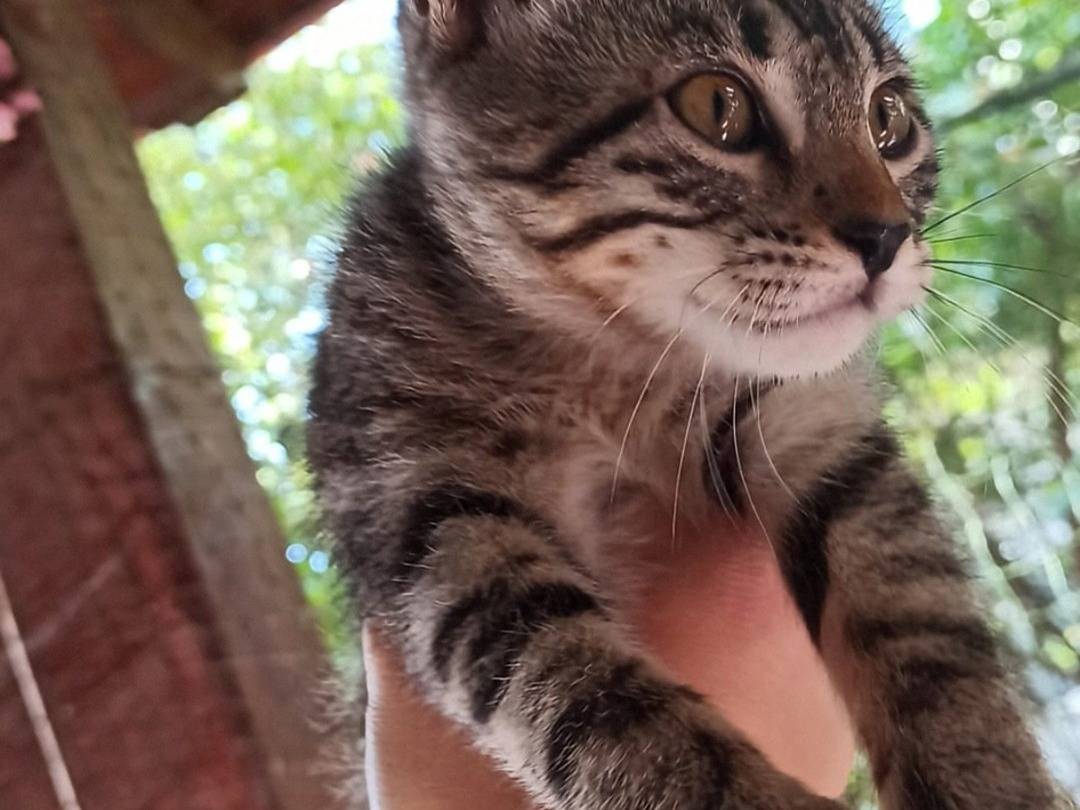 Adozione gatto, femmina, Razza sconosciuta Razza sconosciuta, 3 mesi, taglia non valida, Crotone