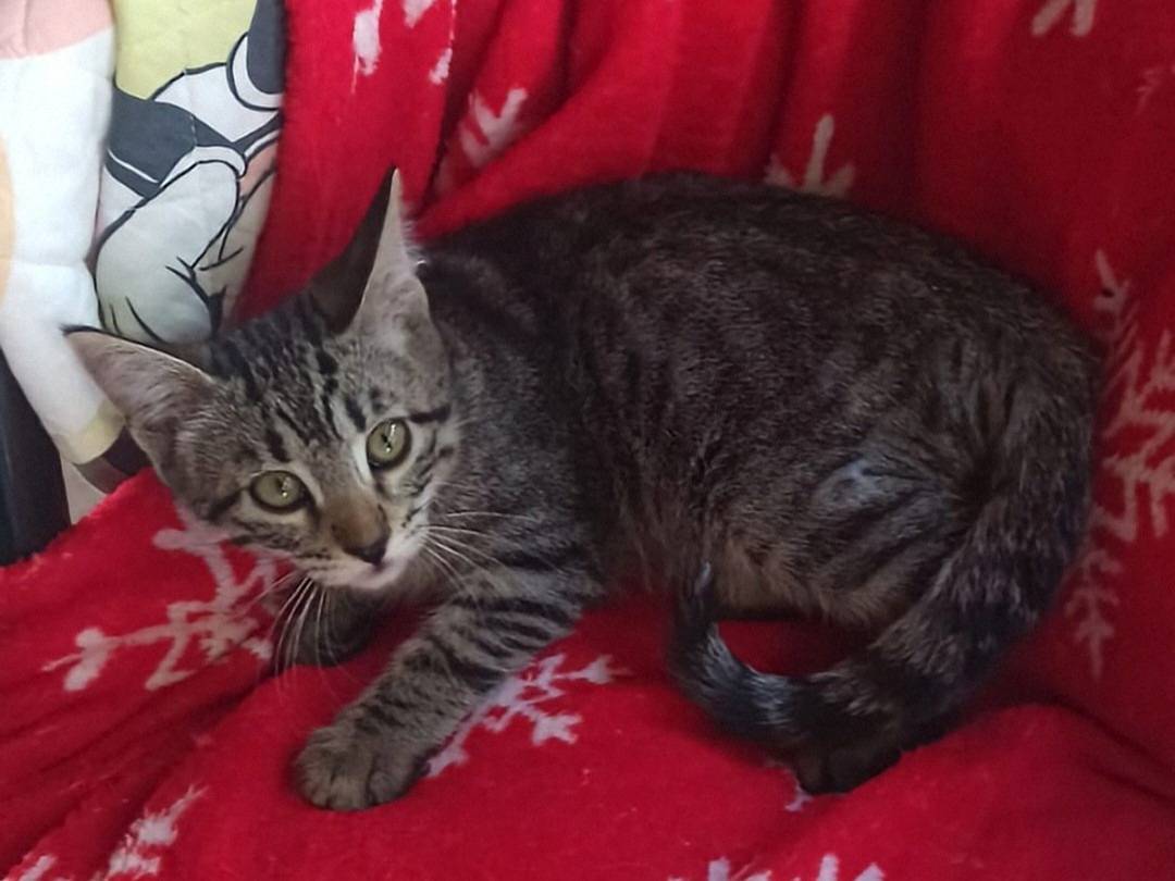 Adotta un gatto, taglia non valida, femmina, Crotone