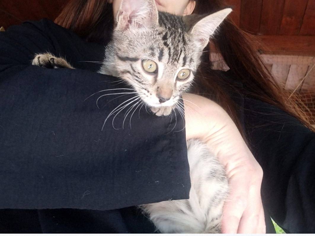 Adotta il gatto Nana  a Crotone