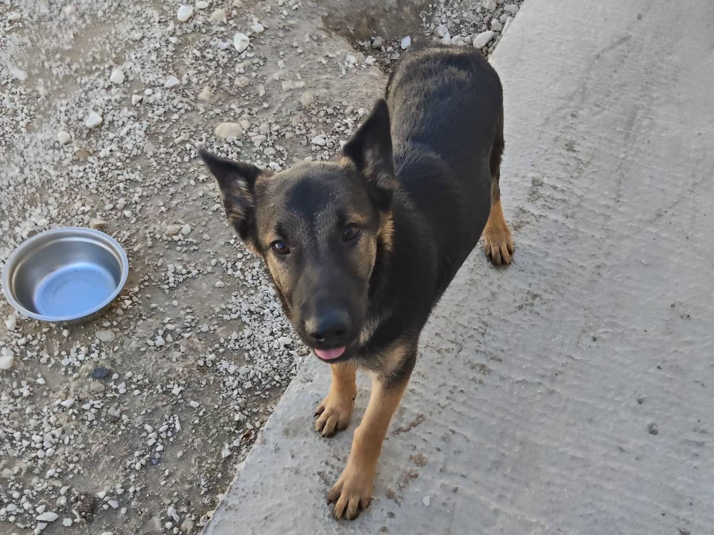 Adozione cane, maschio, Pastore tedesco Pastore Belga Malinois, 6 mesi, taglia media contenuta, Ragusa