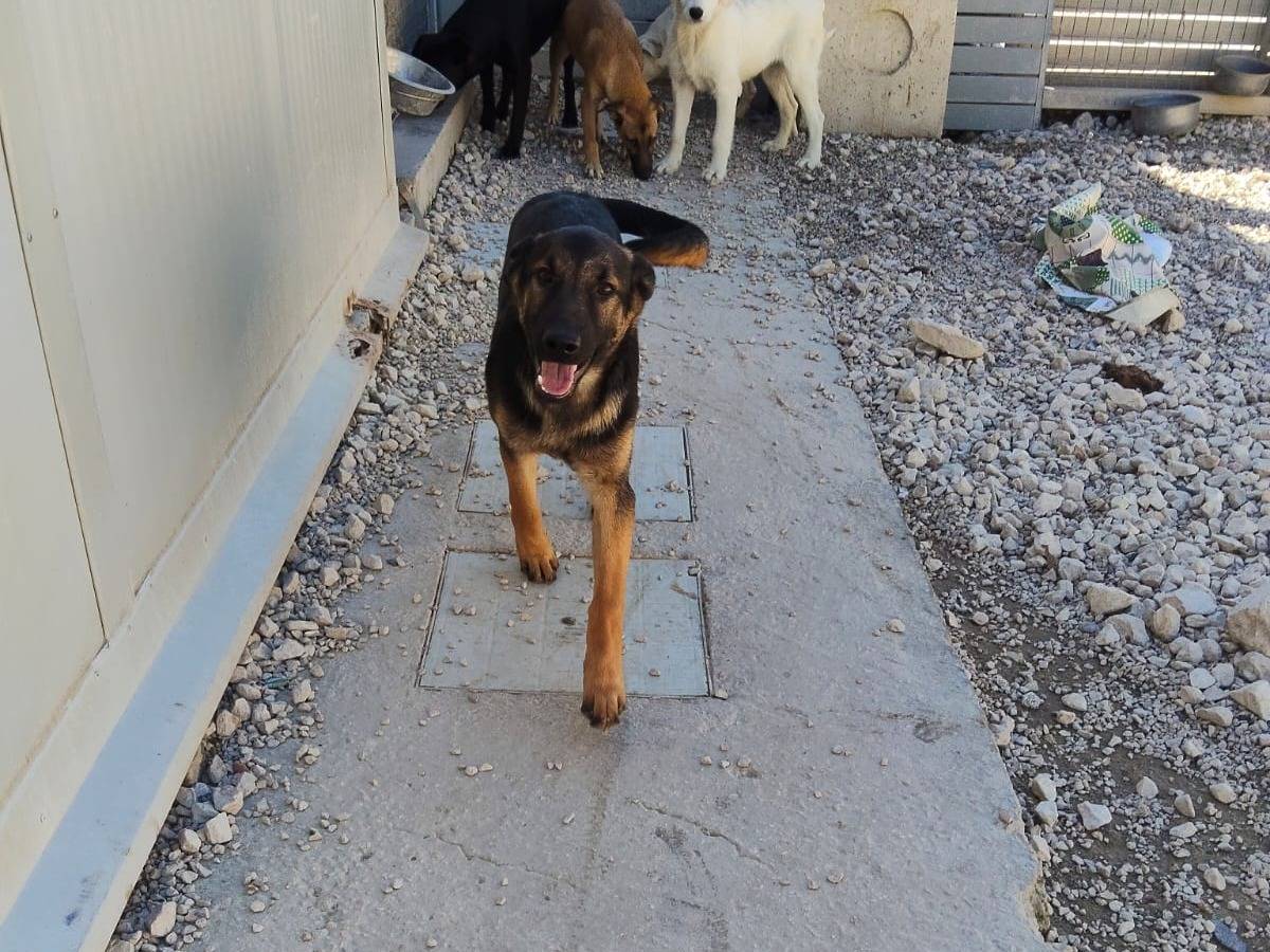 Adotta un cane, maschio, 6 mesi, Ragusa