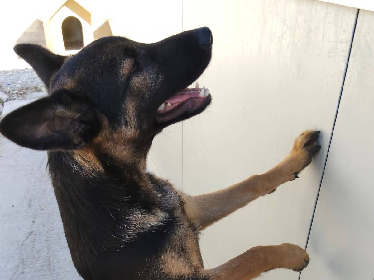 Adotta un cane, taglia media contenuta, maschio, Ragusa