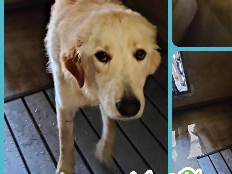 Adotta un cane, maschio, 7 mesi, Ragusa