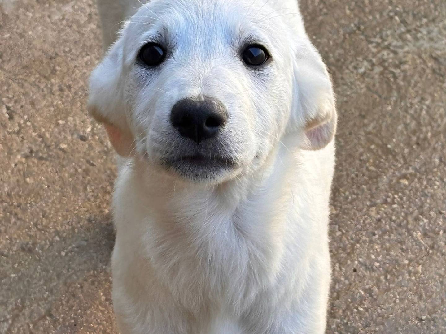 Adozione cane, maschio, Golden Retriever Razza sconosciuta, 5 mesi, taglia media, Ragusa