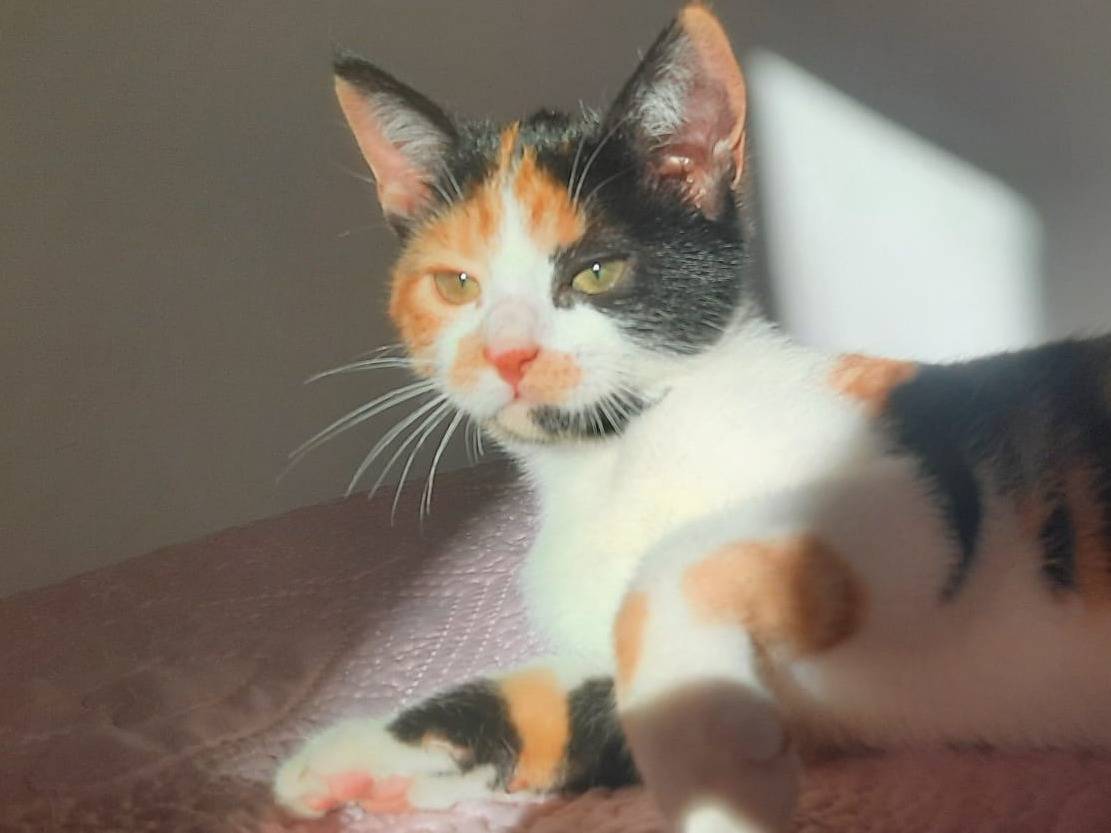 Adozione gatto, femmina, Razza sconosciuta Razza sconosciuta, 3 mesi, taglia non valida, Bari