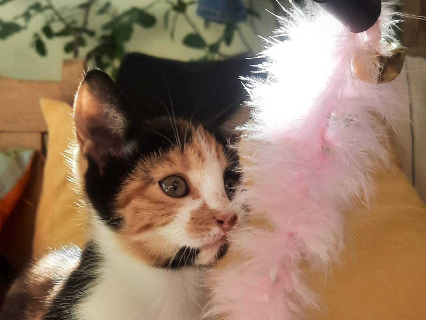 Adotta un gatto, femmina, 3 mesi, Bari