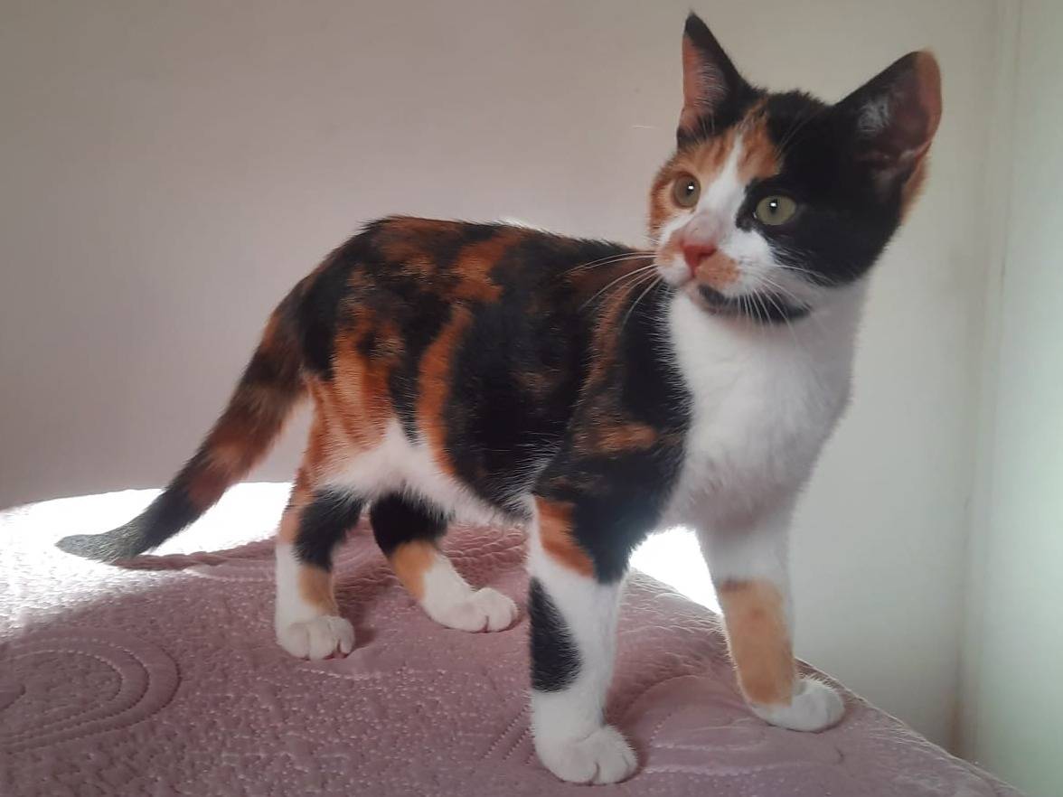 Adotta un gatto, taglia non valida, femmina, Bari