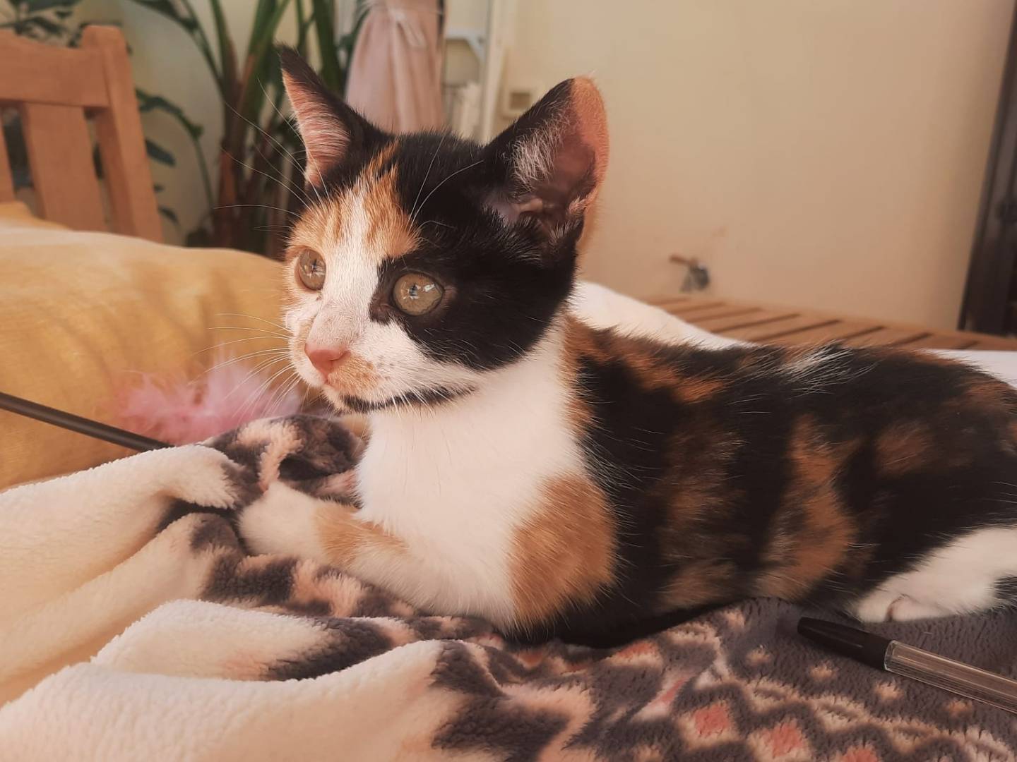 Vuoi adottare un gatto a Bari?