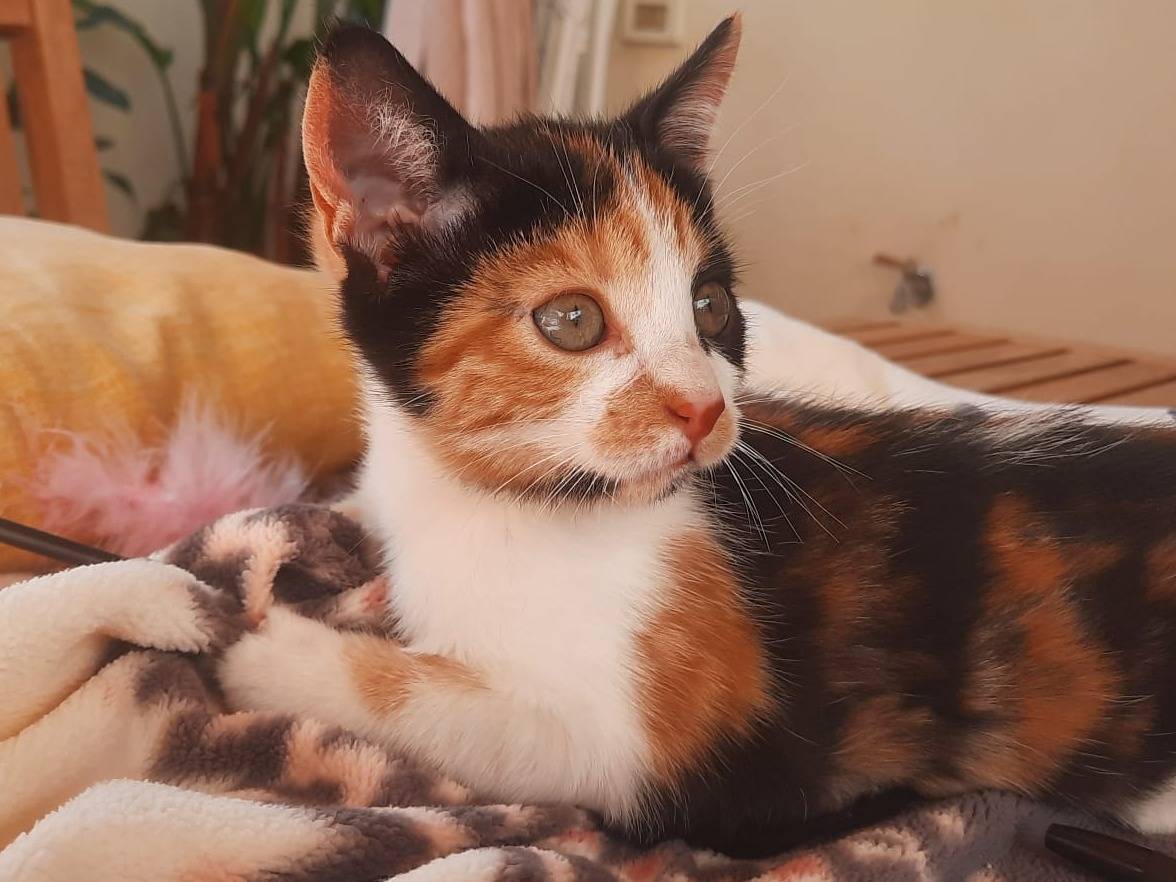 Adotta il gatto Panda a Bari