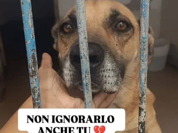 Adozione cane, maschio, Razza sconosciuta Razza sconosciuta, 8 anni e 2 mesi, taglia media, Napoli