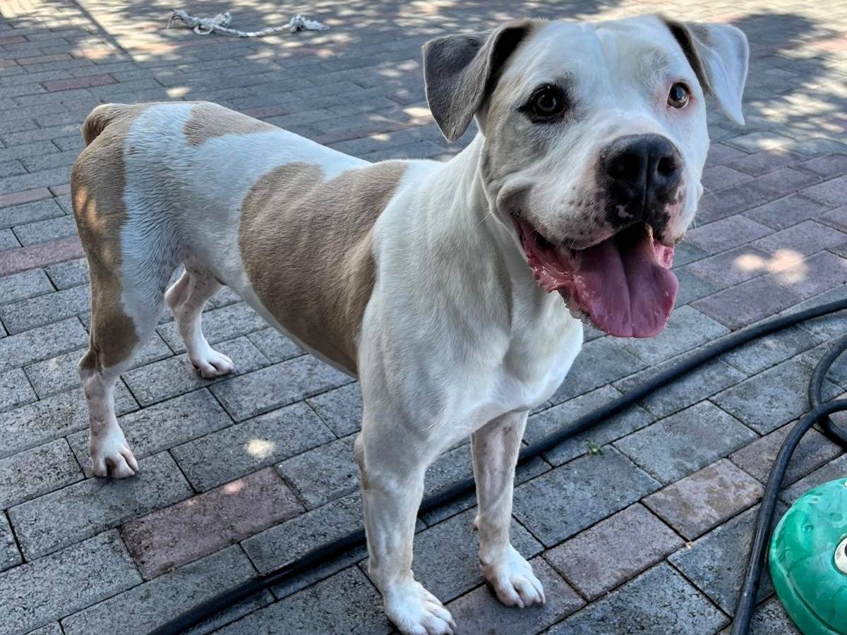 Adozione cane, maschio, Razza sconosciuta Razza sconosciuta, 4 anni e 10 mesi, taglia media, Milano