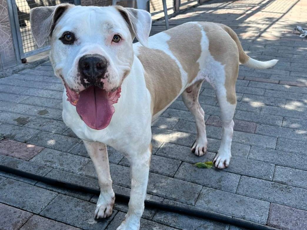 Adotta un cane, maschio, 4 anni e 10 mesi, Milano