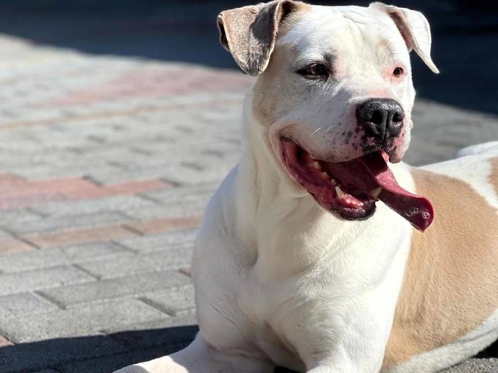 Adotta un cane, taglia media, maschio, Milano