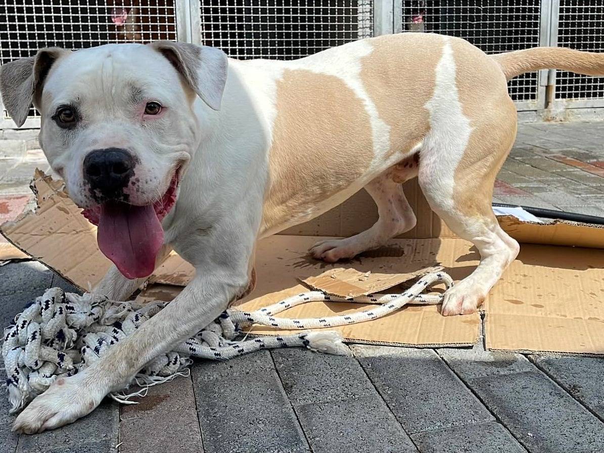 Vuoi adottare un cane a Milano?