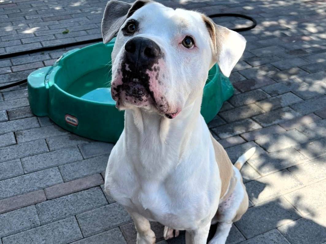 Adotta il cane MAMBO a Milano