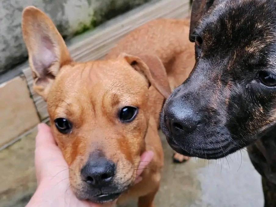Adozione cane, femmina, Razza sconosciuta Razza sconosciuta, 7 mesi, taglia media, Cremona