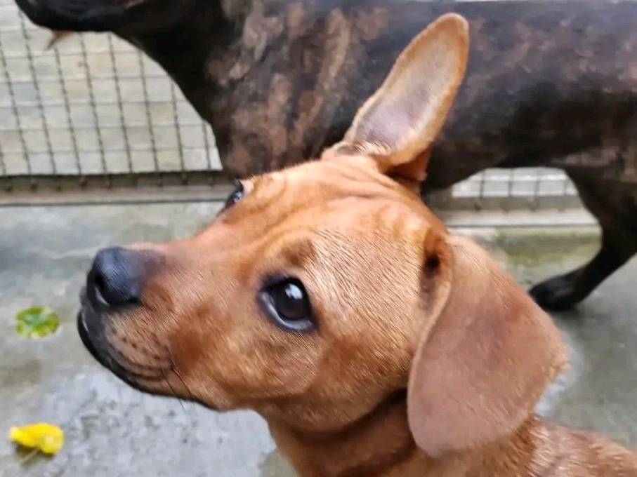 Adotta un cane, femmina, 7 mesi, Cremona