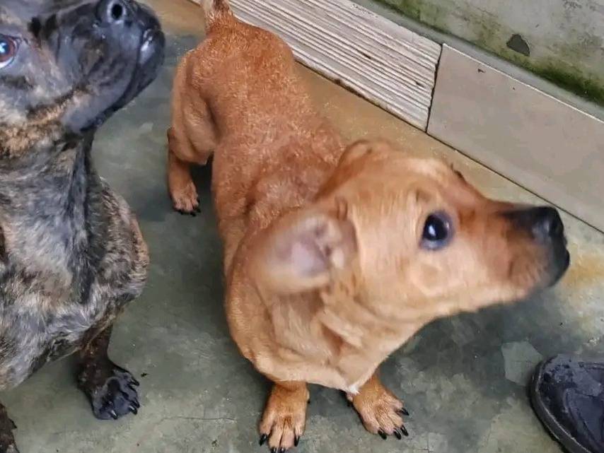 Adotta un cane, taglia media, femmina, Cremona