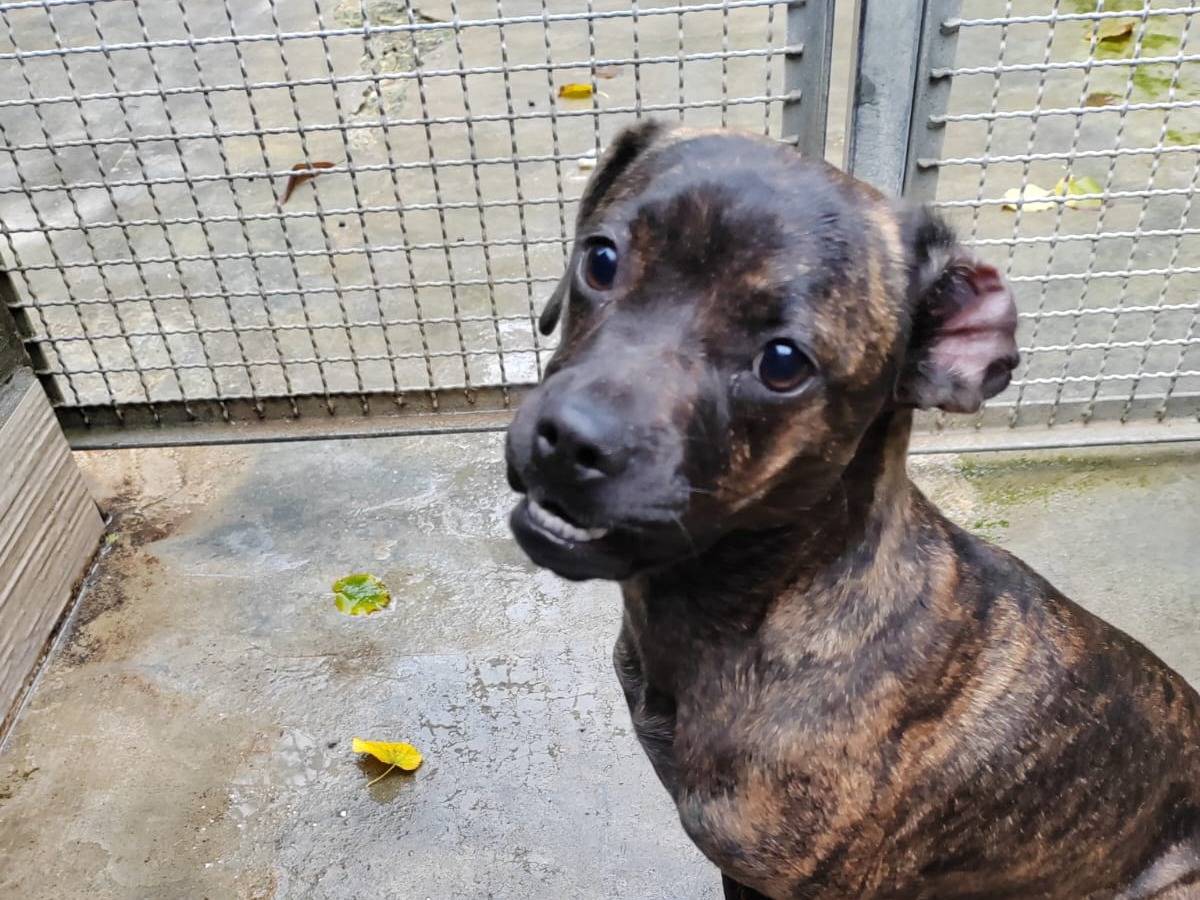 Adozione cane, femmina, Pitbull Razza sconosciuta, 7 mesi, taglia media, Cremona