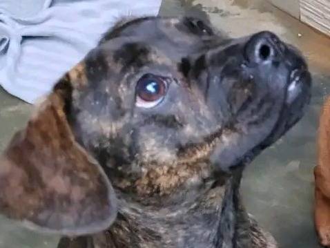 Adotta un cane, femmina, 7 mesi, Cremona