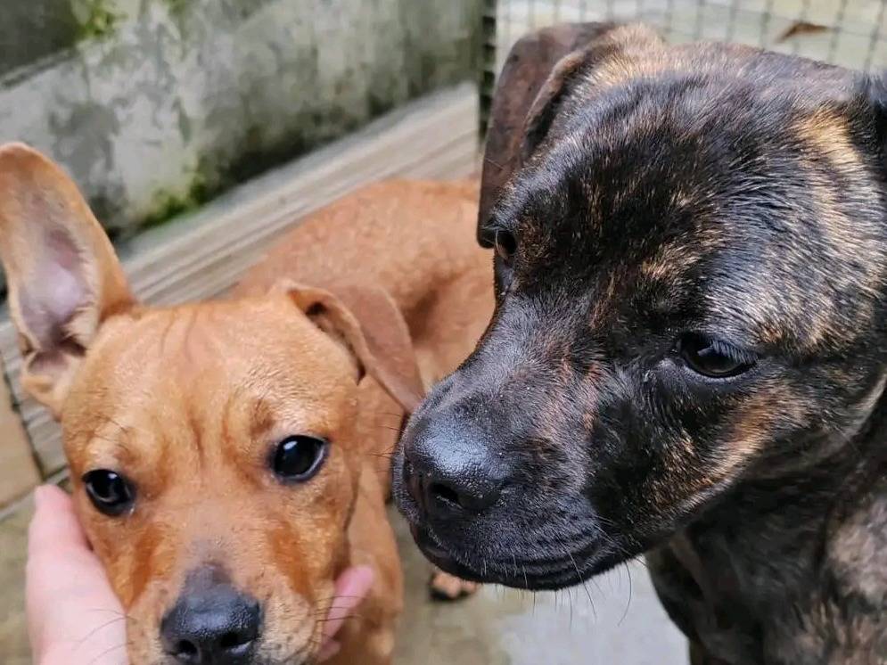 Vuoi adottare un cane a Cremona?