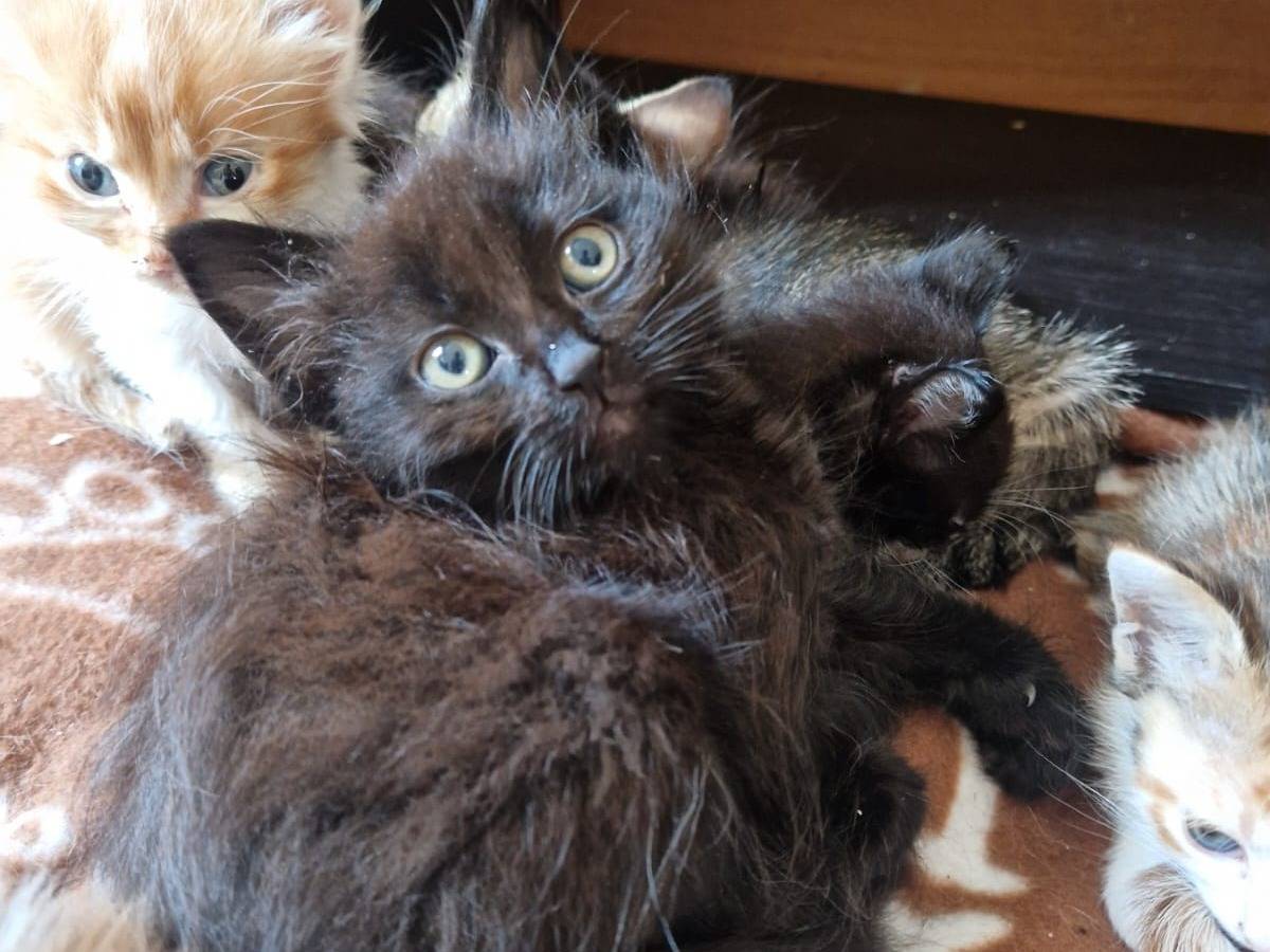 Adozione gatto, maschio, Razza sconosciuta Razza sconosciuta, 3 mesi, taglia non valida, Frosinone