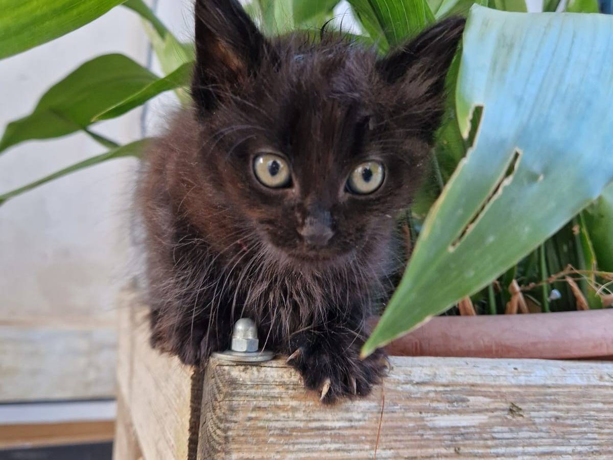 Adotta un gatto, maschio, 3 mesi, Frosinone