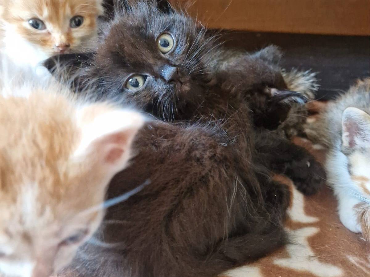 Adotta un gatto, taglia non valida, maschio, Frosinone