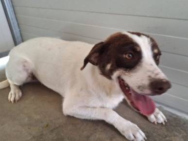 Adozione cane, maschio, Razza sconosciuta Razza sconosciuta, 2 anni e 6 mesi, taglia media contenuta, Cosenza