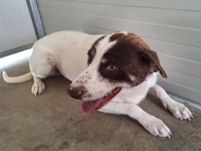 Adotta un cane, maschio, 2 anni e 6 mesi, Cosenza