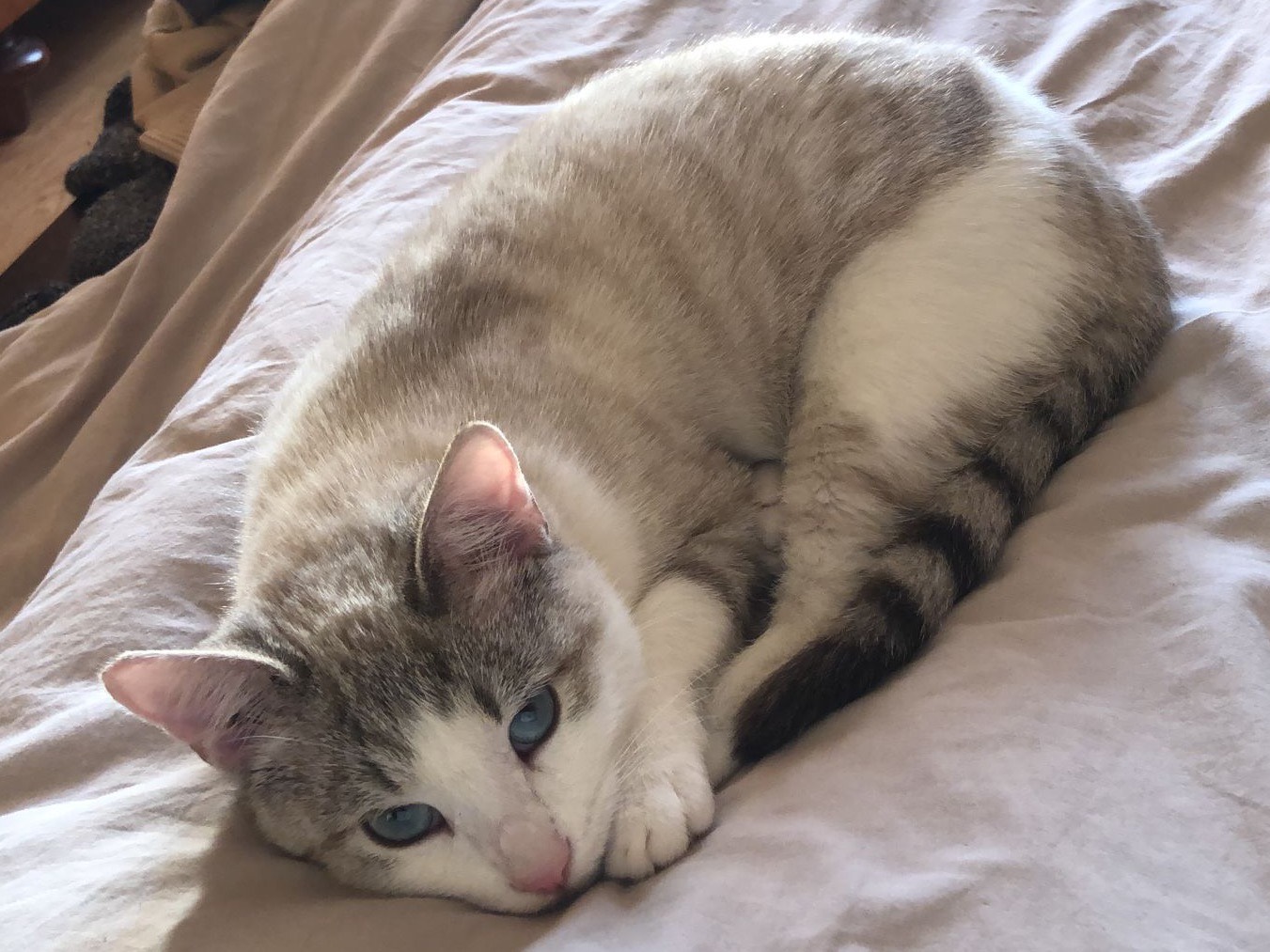 Adotta un gatto, maschio, 5 mesi, Arezzo