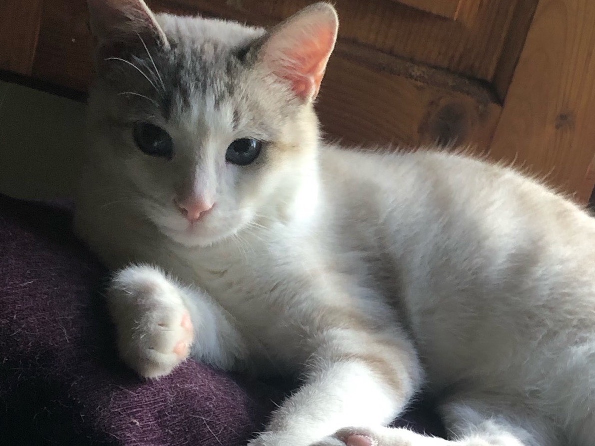 Adozione gatto, maschio, Razza sconosciuta Razza sconosciuta, 5 mesi, taglia non valida, Arezzo