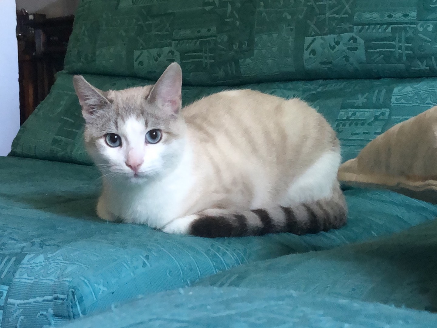 Adotta un gatto, taglia non valida, maschio, Arezzo