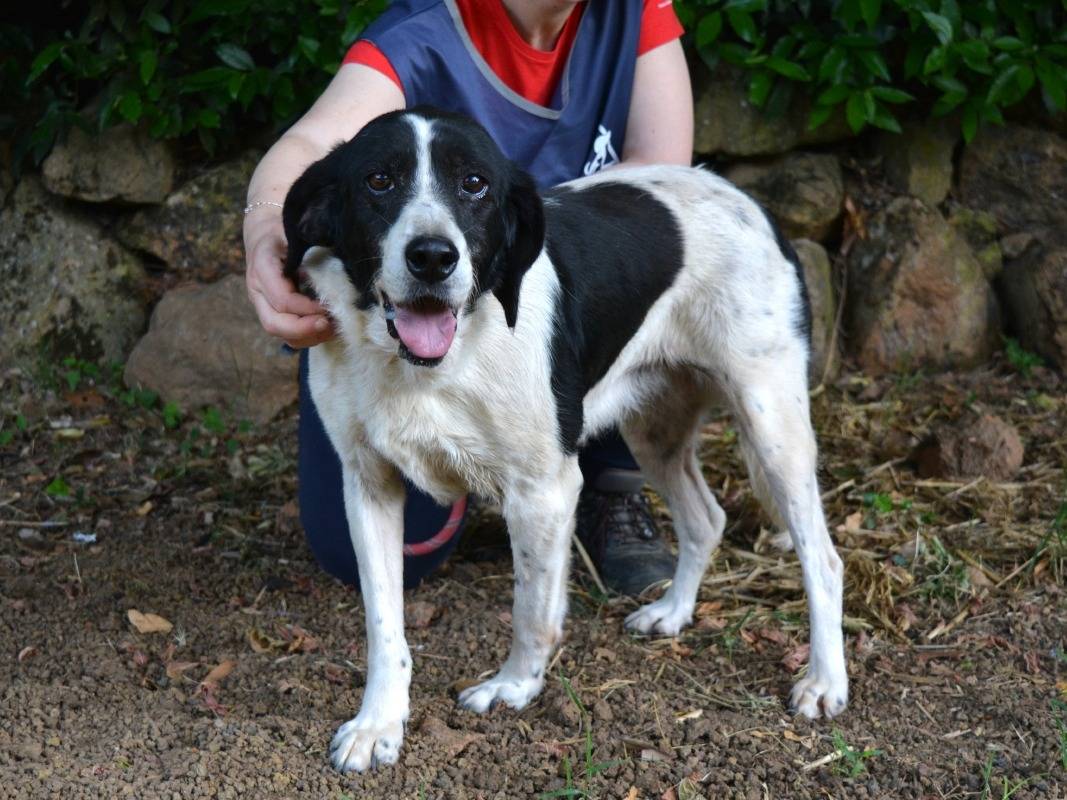 Adozione cane, femmina, Razza sconosciuta Razza sconosciuta, 10 anni e 10 mesi, taglia media, Roma