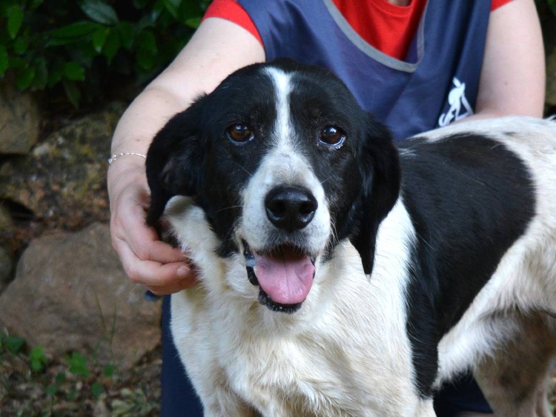 Adotta un cane, femmina, 10 anni e 10 mesi, Roma