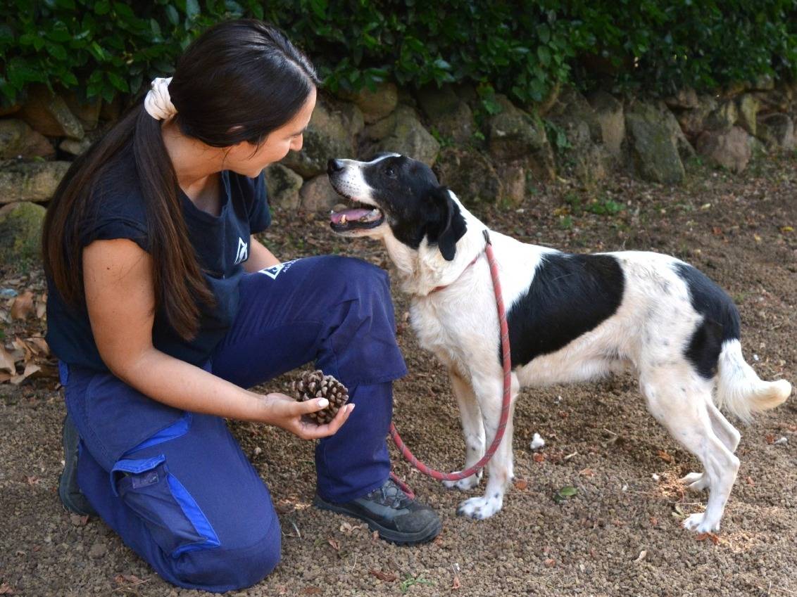 Adotta un cane, taglia media, femmina, Roma
