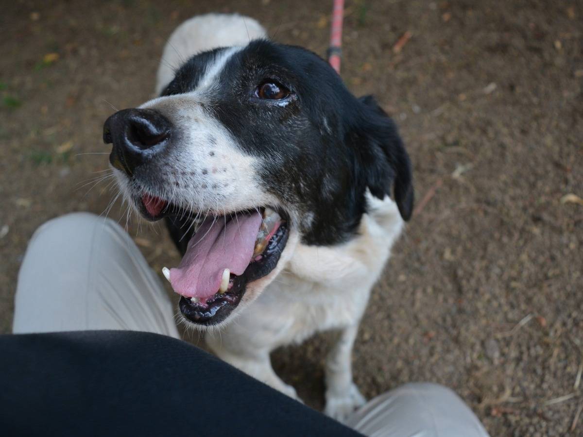 Adotta il cane Bierenike a Roma