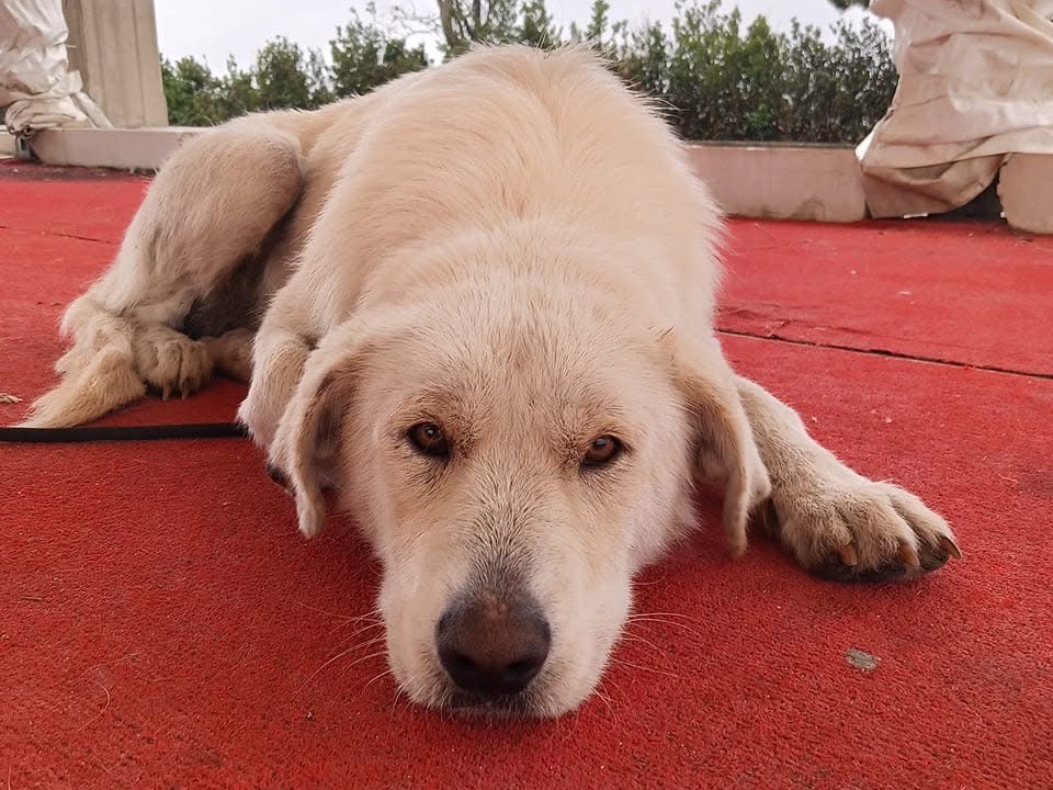 Adozione cane, femmina, Razza sconosciuta Razza sconosciuta, 3 anni e 5 mesi, taglia grande, Foggia