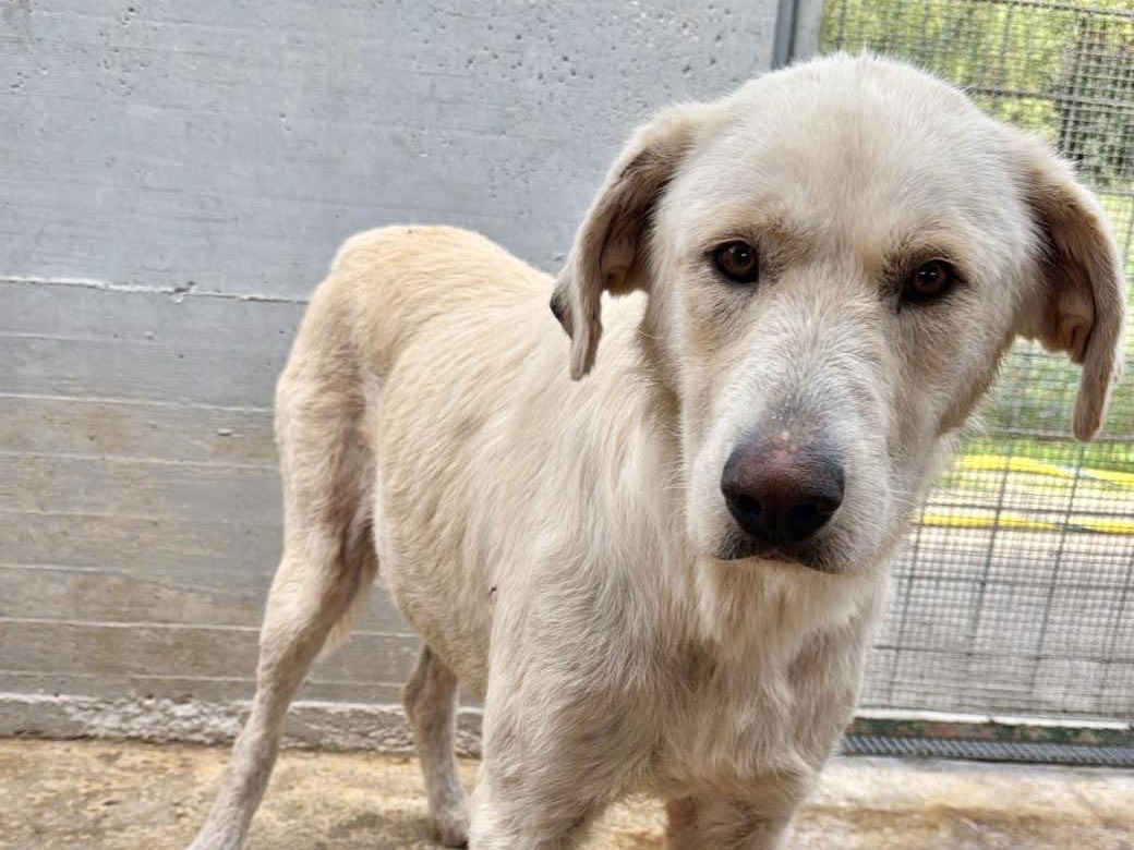 Adotta un cane, femmina, 3 anni e 5 mesi, Foggia