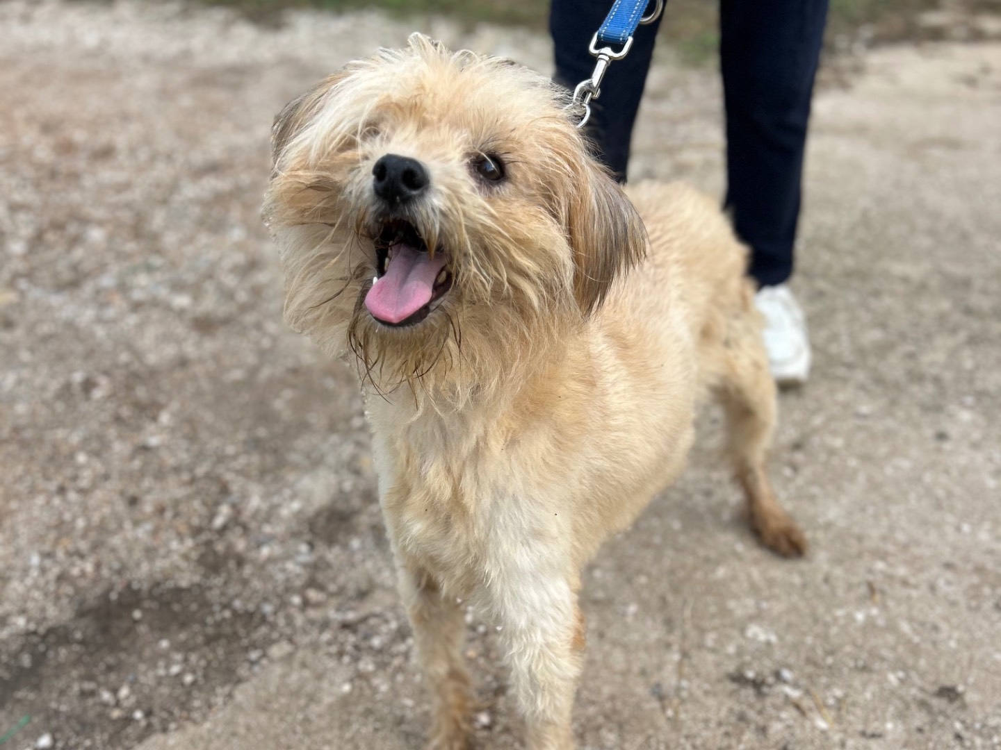 Adozione cane, maschio, Razza sconosciuta Razza sconosciuta, 6 anni e 11 mesi, taglia media, Foggia