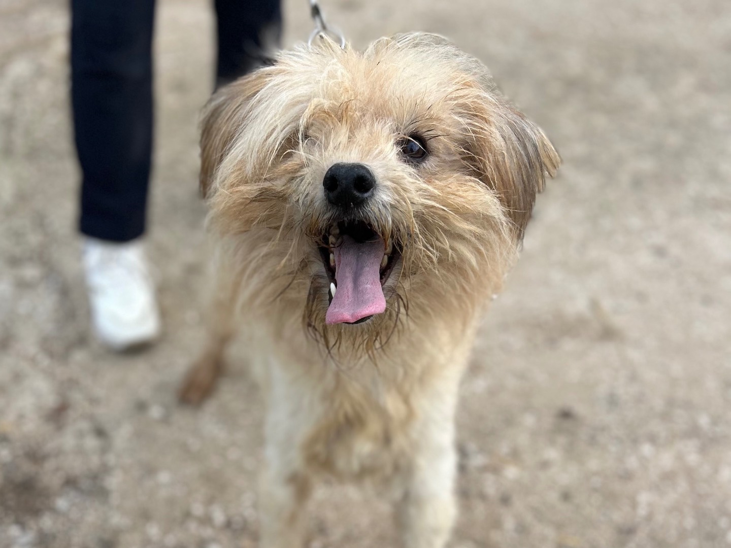 Adotta un cane, maschio, 6 anni e 11 mesi, Foggia