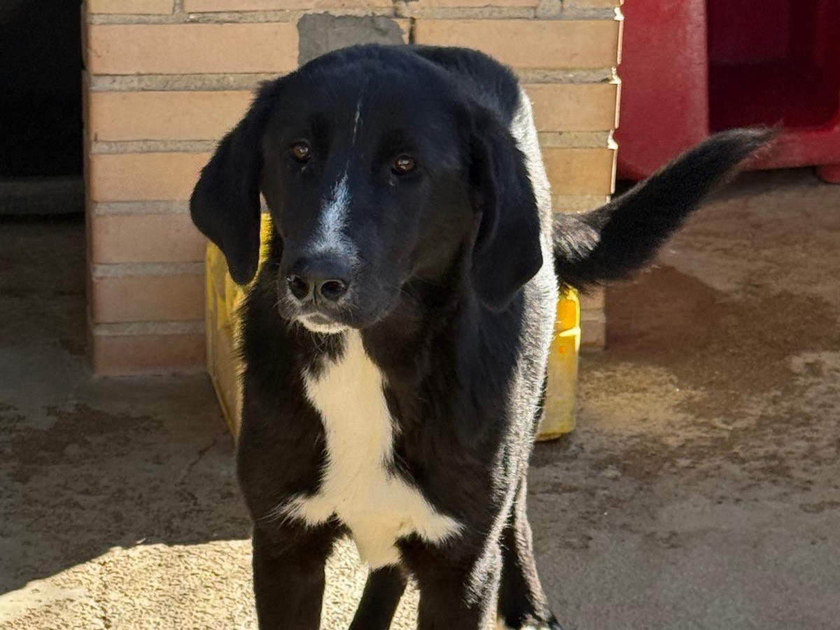 Adozione cane, femmina, Razza sconosciuta Razza sconosciuta, 8 mesi, taglia media, Foggia