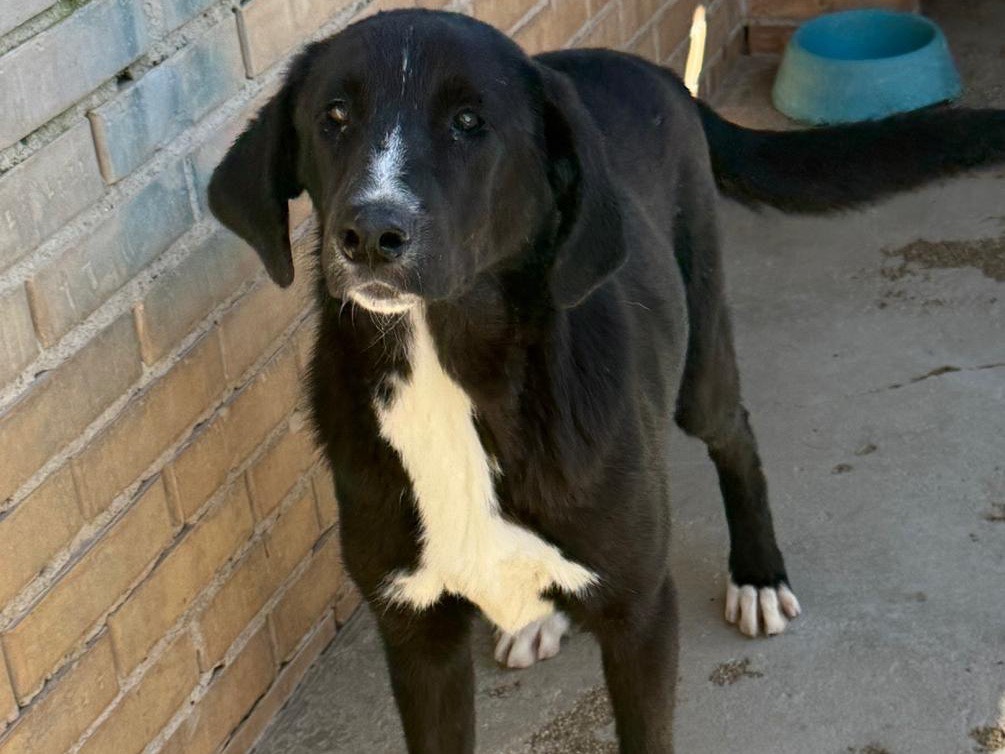 Adotta un cane, femmina, 8 mesi, Foggia