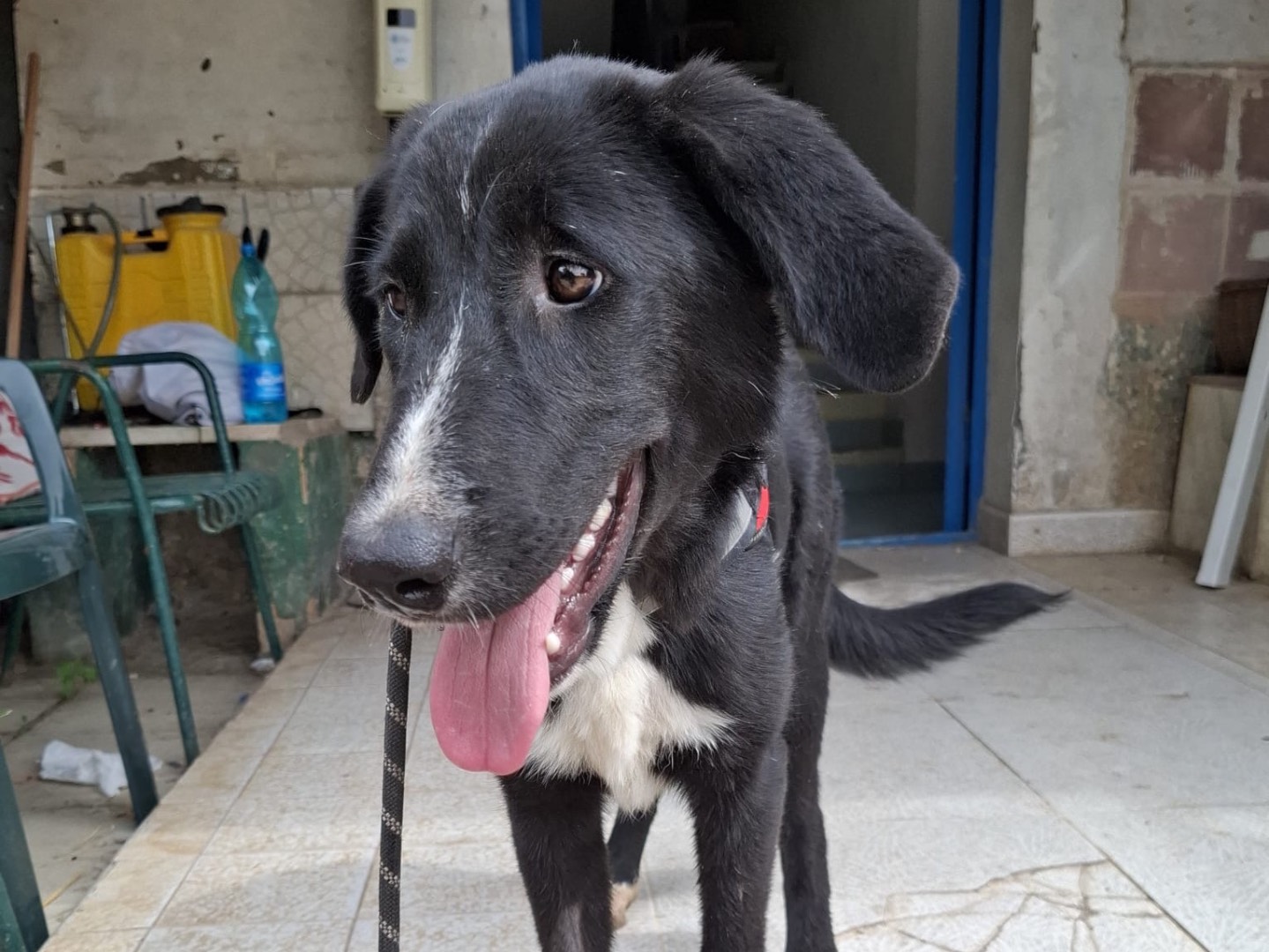 Adotta un cane, taglia media, femmina, Foggia