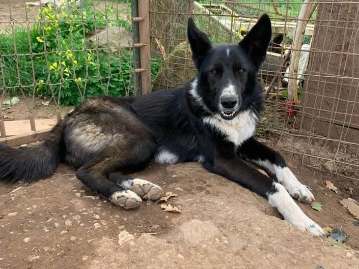 Adozione cane, maschio, Border Collie Razza sconosciuta, 2 anni e 8 mesi, taglia grande, Vibo