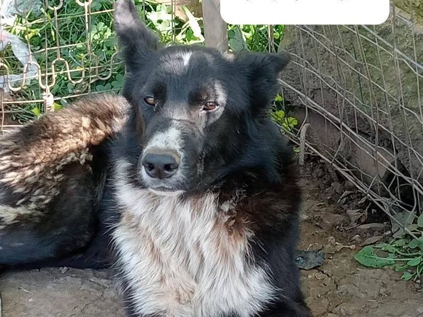 Adotta un cane, maschio, 2 anni e 8 mesi, Vibo