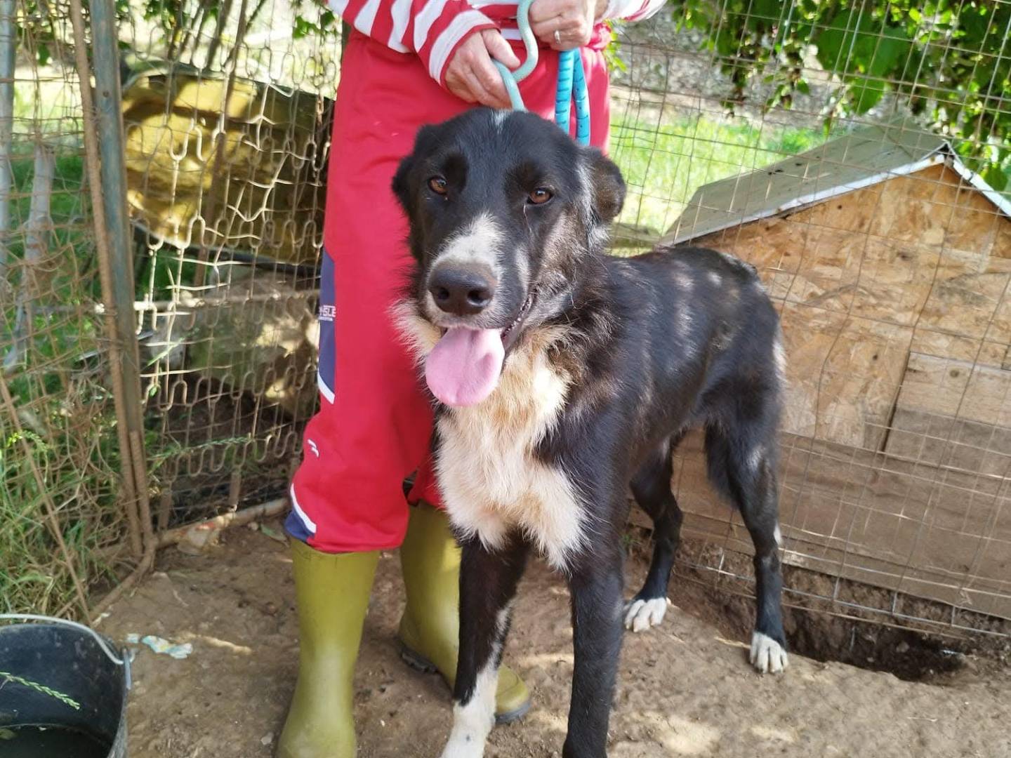 Adotta un cane, taglia grande, maschio, Vibo