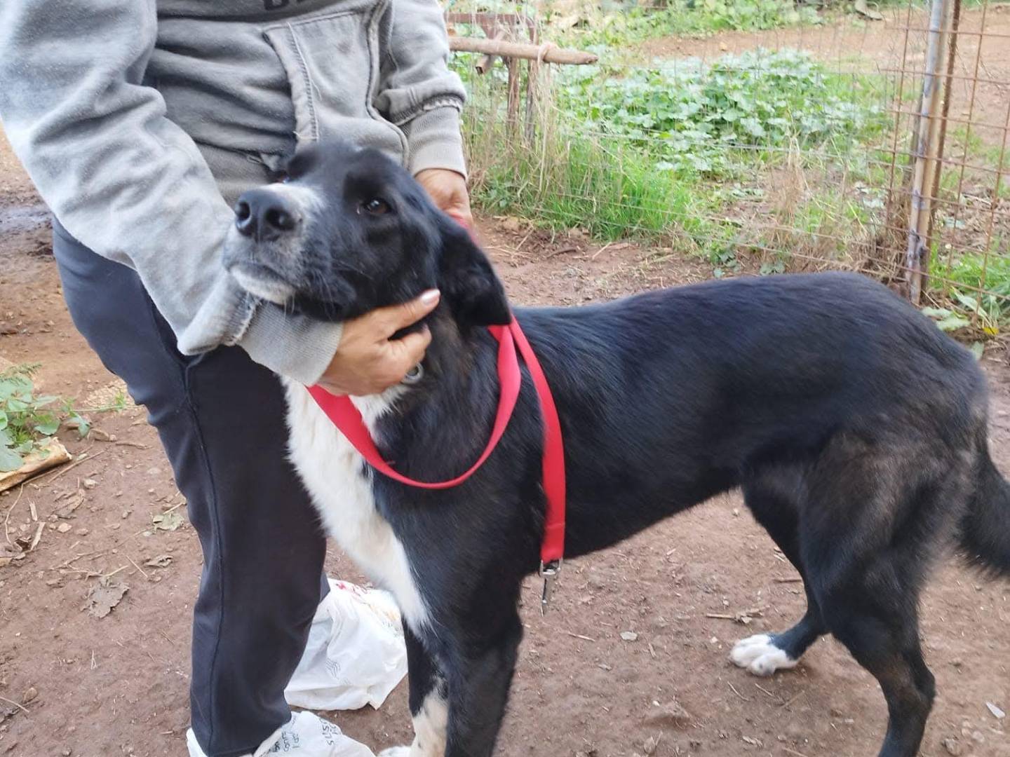 Vuoi adottare un cane a Vibo?