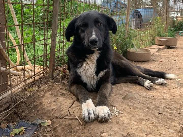 Adozione cane, femmina, Border Collie Razza sconosciuta, 2 anni e 8 mesi, taglia grande, Vibo